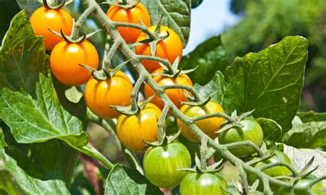 Gardens Ripen Your Tomatoes Gardening Advice The Guardian