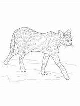 Serval Colouring Pages Animal Template Coloring sketch template