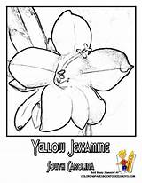 Flower Coloring Pages Carolina South State Printout Jessamine Yellow Library Clipart sketch template
