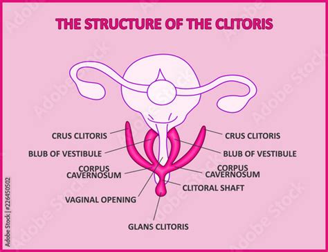 the structure of the clitoris a medical poster female anatomy vagina