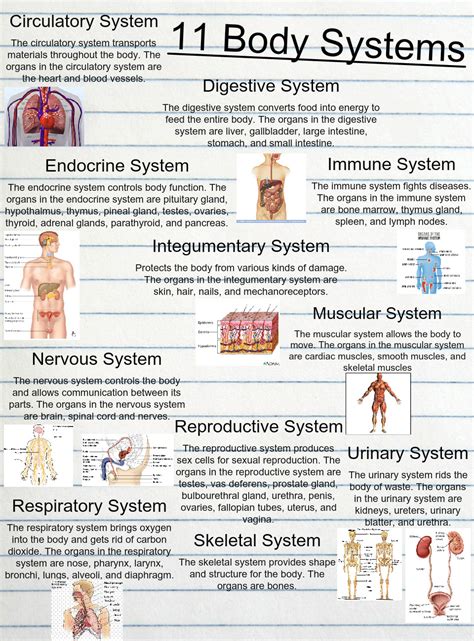 11 Body Systems Anatomy Body Digestive En Human Nervous