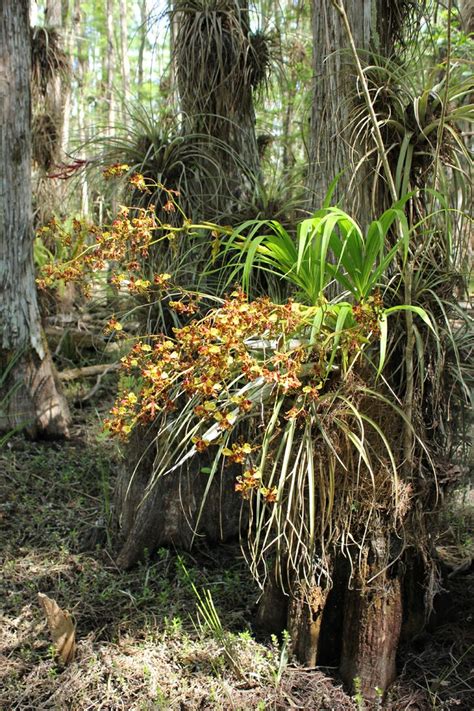 Native Orchids In Florida Orquídeas Orquidea Plantas