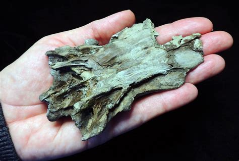 fossil species discovered  calvert cliffs chesapeake bay magazine