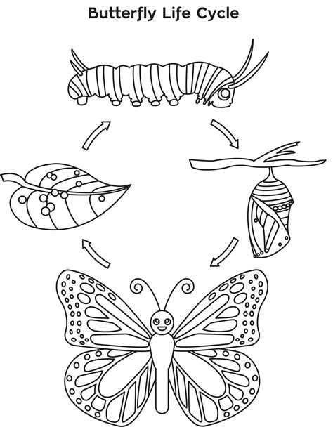 meeting  butterfly life cycle coloring sheet busy bee adventurer