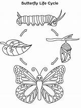 Ciclo Monarch Farfalla Schmetterling Worksheet Borboleta Vitale Cycles Colorir Stages Raupe Butterflies Papillon Animal Cykl Lebenszyklus Motyl Motyla Kolorowanka Rozwojowy sketch template
