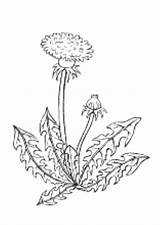 Dandelion Malvorlage Lowenzahn Appeared sketch template