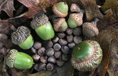 acorns acorns   laurel  asheville