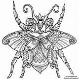 Beetle Welshpixie Angharad Delyth Mixed Tangle Insects sketch template