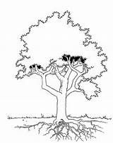 Leaves Baum Kapok Kentucky Coloringhome sketch template