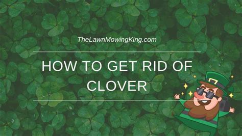 rid  clover  lawn mowing king