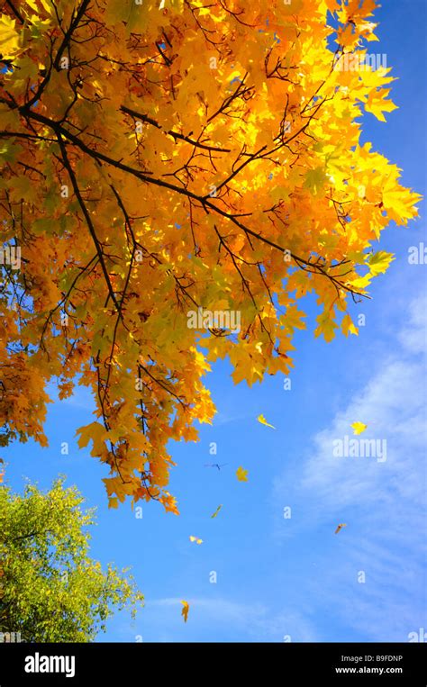 blaetter fallen vom baum fotos und bildmaterial  hoher aufloesung alamy