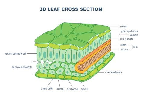 printable diagram   leaf gif  diagrams