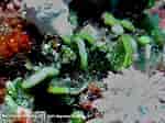 Afbeeldingsresultaten voor "halimeda Opuntia". Grootte: 150 x 112. Bron: www.natuurlijkmooi.net