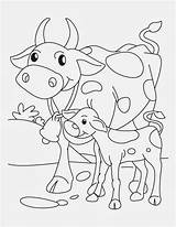 Vache Coloriage Veau Roping Cows Holstein Getcolorings sketch template