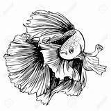 Betta Fish Drawing Siamese Fighting Drawings Beta Clipart Vector Sketch Illustration Pages Stock Freehand Vectors Coloring Paintingvalley Google Cupang Result sketch template