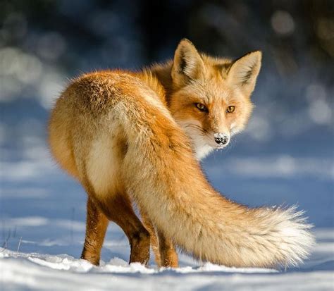baesta arctic fox ideerna pa pinterest raev raevar och roedraev