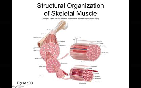 chapter  muscle tissue part youtube