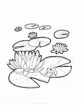 Lily Coloring Pads Lilypads sketch template