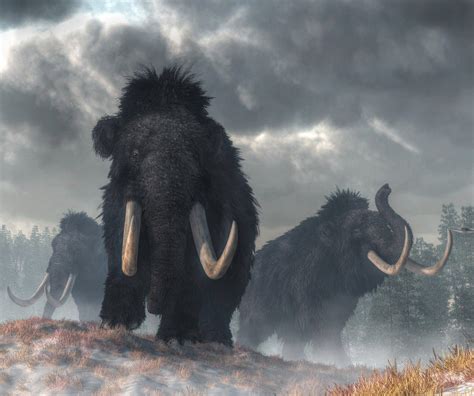 finding    mammoth extinction tech bichitra