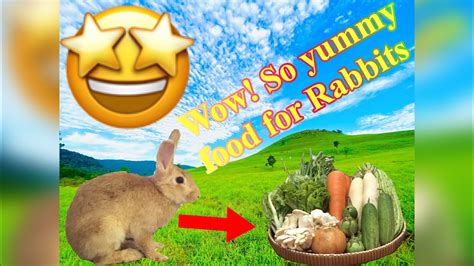 wow yummy yummy food  rabbit channel somnangsr youtube