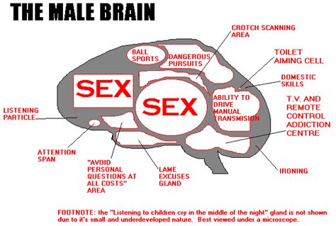 attention women inner workings of men s brains revealed huffpost