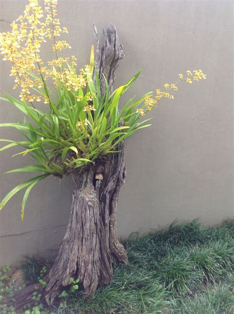 images  orchid plants  care  pinterest