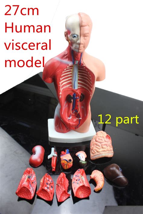 Medical Teaching Model 27cm 12part Human Torso Anatomical Model Human