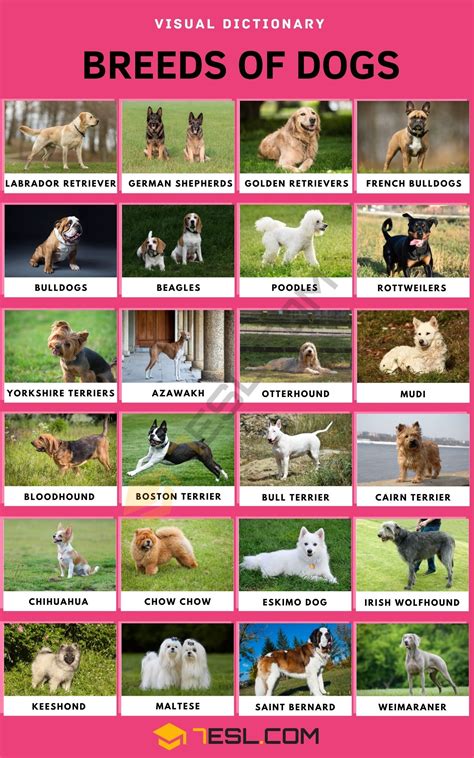images  dog breed types kodeposid