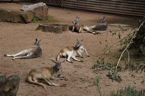 outback erlebnis zoo hannover freizeitpark weltde