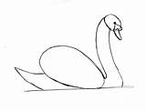 Swan Drawing Step Draw Line Beak Getdrawings Neck Head Where Samanthasbell Feathers Something Should Look sketch template