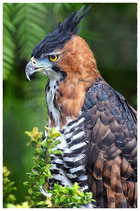 ornate hawk eagle pretty birds beautiful birds animals beautiful