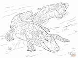 Coloring Pages Alligators American Alligator Two Drawing Printable Sheets Realistic Animals Animal Reptiles sketch template