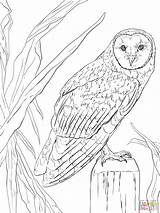 Owl Coloring Pages Barn Realistic Animals Nocturnal Printable Flying Color Drawing Colouring Owls Clip Kids Animal Adult Print Supercoloring Eared sketch template
