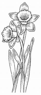 Daffodil Drawing Daffodils Flower Coloring Pages Flowers Clipart Stencil Tattoo Zentangle Snowdrop Draw Colouring Drawings Clip Patterns Stencils Library Adult sketch template