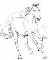 Coloring Mustang Pages Horse Mare Printable Print Categories sketch template
