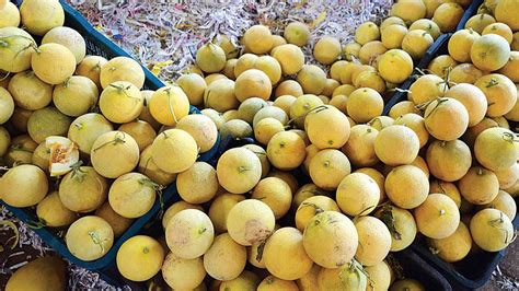 curb artificial ripening  fruits gujarat govt