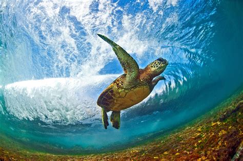 hawaiis spectacular ocean waves  pictures  news  guardian