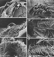 Afbeeldingsresultaten voor "nematoscelis Microps". Grootte: 174 x 185. Bron: www.researchgate.net