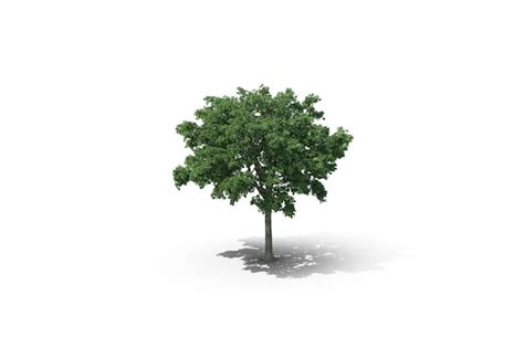 premium photo elm tree