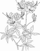 Azalea Rhododendron Coloring Flame Drawing Pages Realistic Clipart Categories sketch template