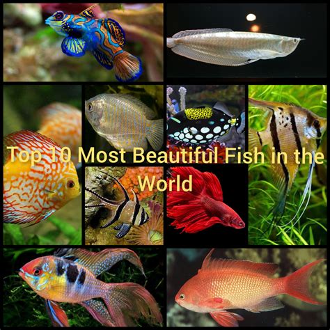 top   beautiful fish   world owlcation