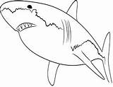 Ausmalbilder Weisser Ausmalen Tiere Haie Weißer Haifisch Kostenlose Zeichnen Dein Auszudrucken Klicke Tigerhai sketch template