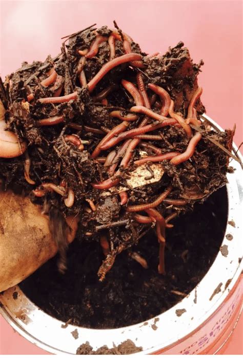What Does Worms Eat What Do Worms Eat Let Our Worm Farm Explain