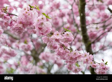 prunus accolade cherry blossom   english garden stock photo alamy