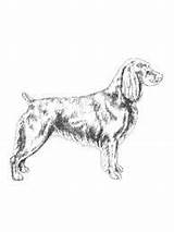 Boykin Spaniel Drawing Dog Line Result Artwork Google sketch template