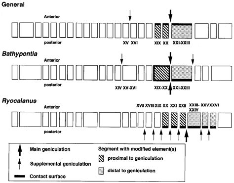schematic illustrations   types  geniculate antennules  male  scientific diagram