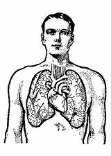 Lungs Coloring Pages Large sketch template