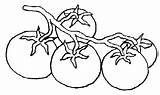 Tomates Tomate Alimentos Legumes Verdura Hortalizas Rosie Desene Colorat Andaluz Gazpacho Cacho Ingredientes Vegetales Tomato Ramo Descarga Legumbres Huerto Marcadores sketch template