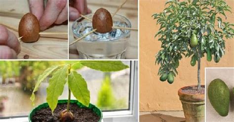 How To Grow Your Own Avocado Tree In Small Garden Pot