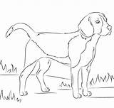 Beagle K5worksheets Supercoloring sketch template